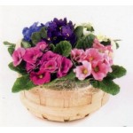 Basket Arrangements